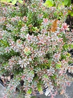 Podocarpus nivalis 'Red Tip'